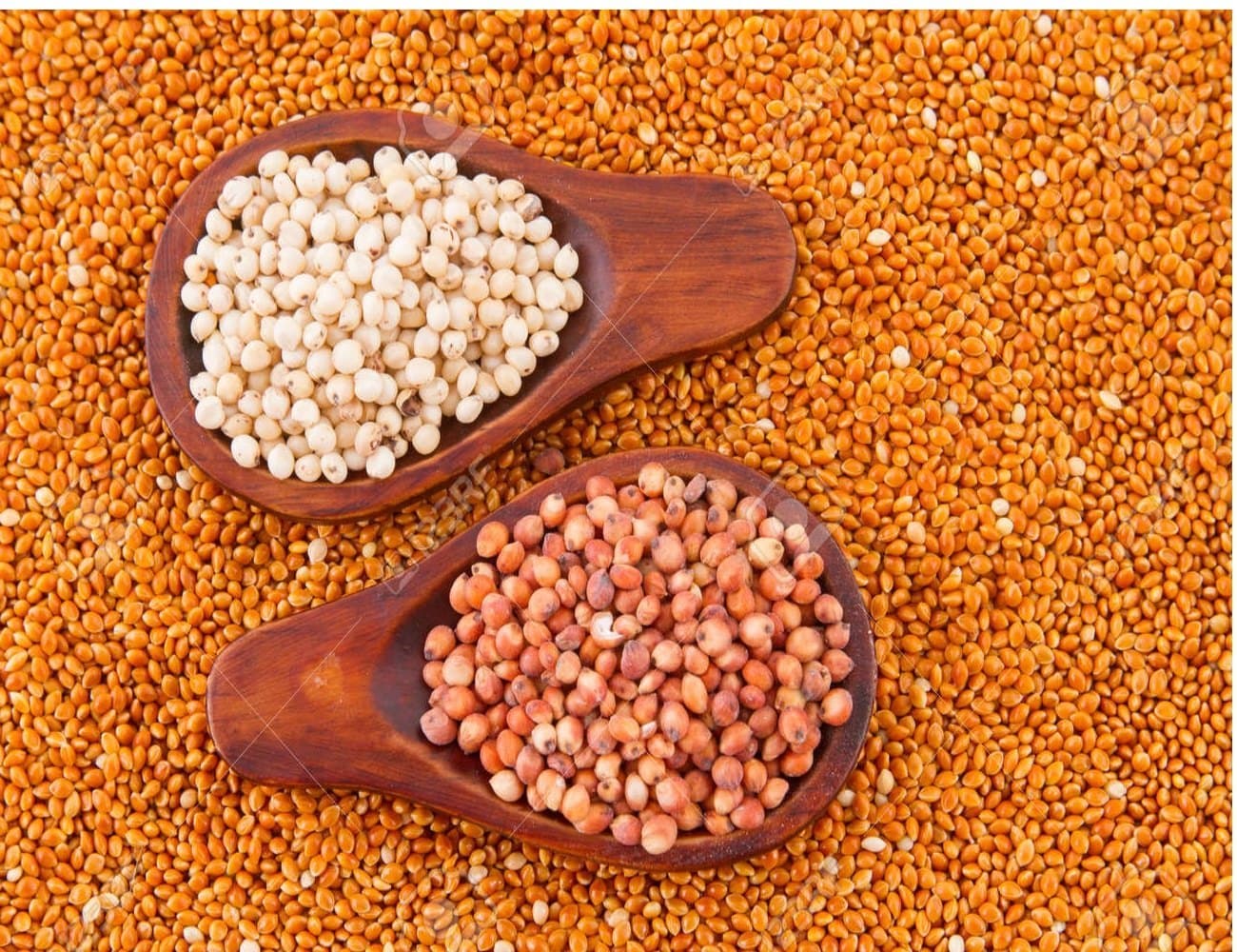 Sorghum grains