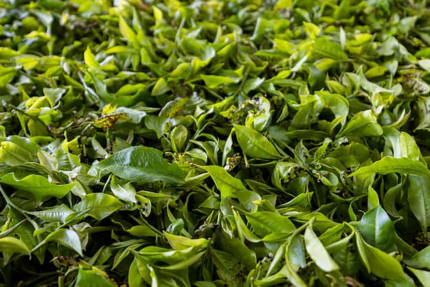 Kisii Green Tea - Orthodox